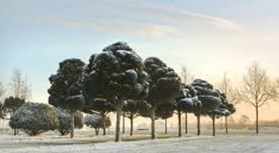 Nieuwjaars Wandeling