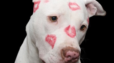 Pit Bull 2047469 1280