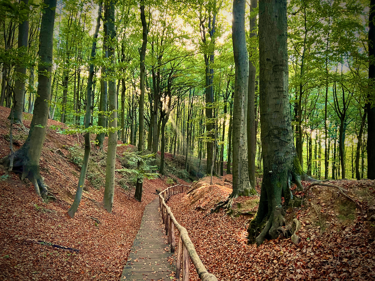 Heverlee Bos