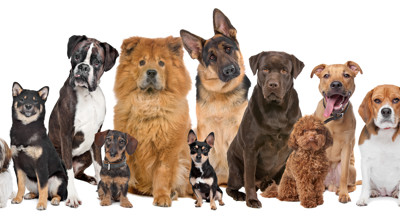 Hondenrassen1