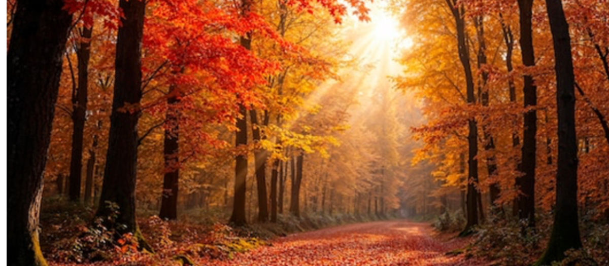 Schermafbeelding 2025 09 23 Om 16.17.25