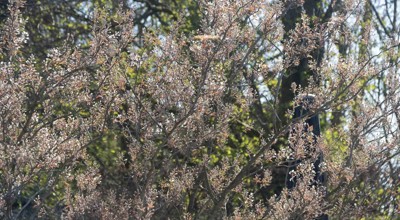 Neos Lentefeest 01042025 (138)