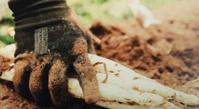 Neos Aspergehoeve Lavrijsen.