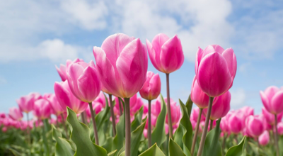Lente Jaak Eerdekens