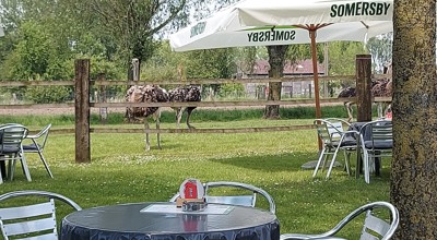 Struisvogelboerderij Aarsele