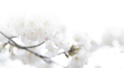 Rouwbericht Witte Bloem