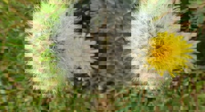 2025 03 25 Lange Wandeling