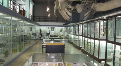 Dierkundigmuseum