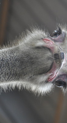 20241017 Struisvogelboerderij