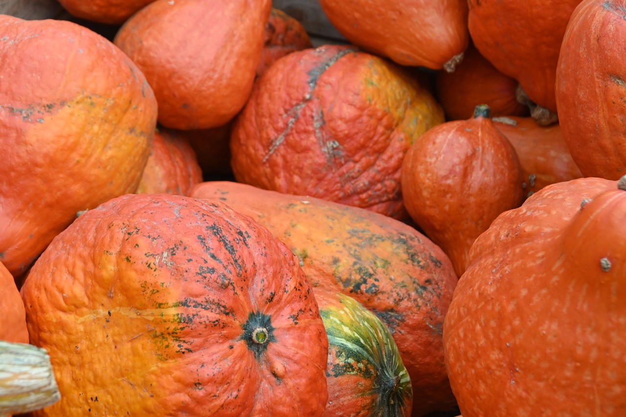 Pompoen