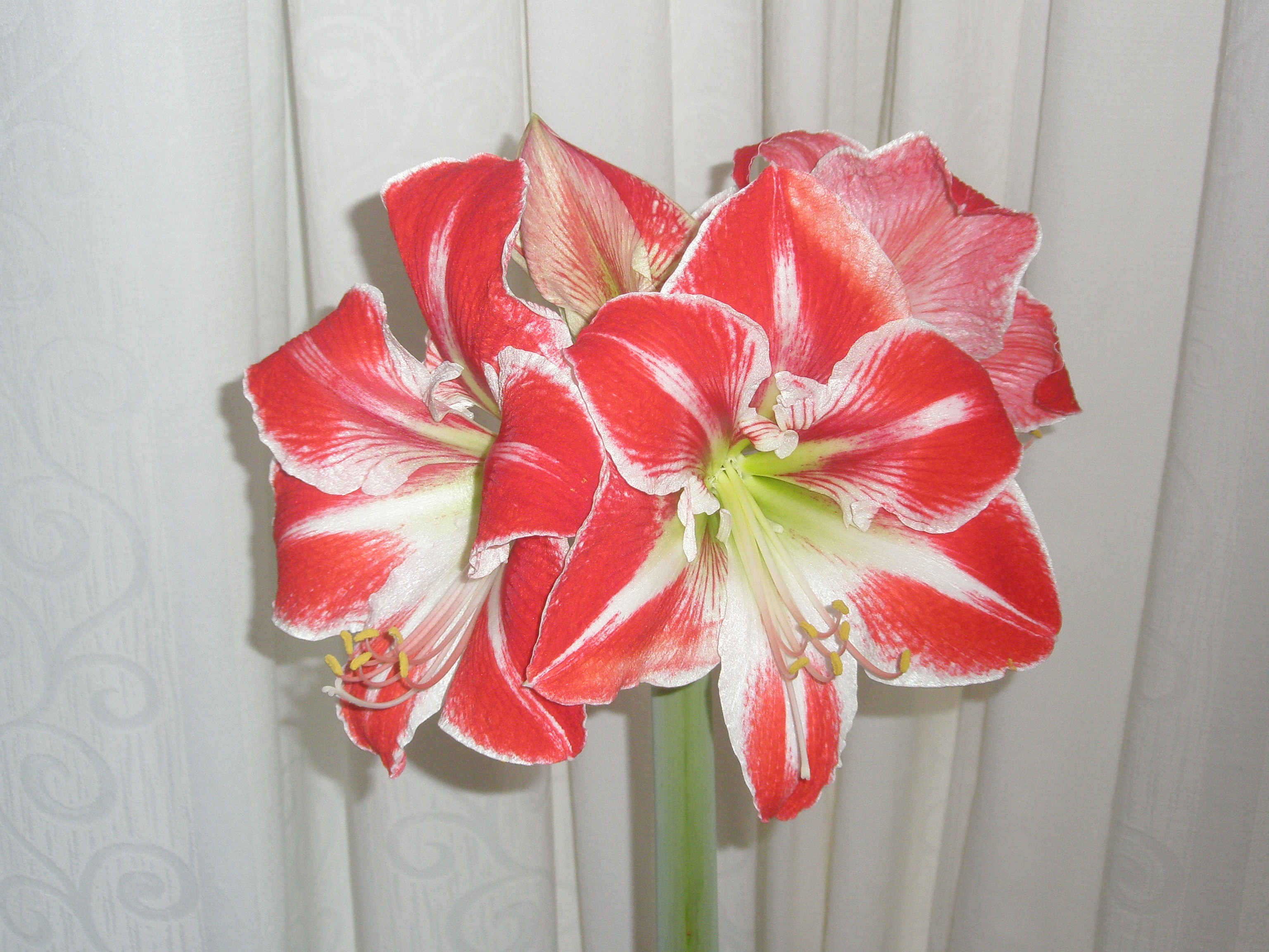 Amaryllis1