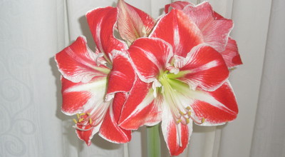 Amaryllis1