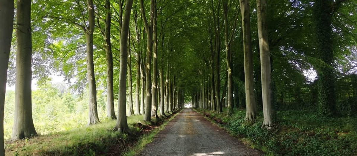 2025 Prov. Wandeldag V