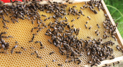 Marja Bastiaansen bijen