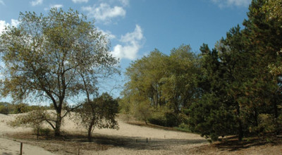 Oosthoekduinen 2 Landschap Natuur En Bos 7