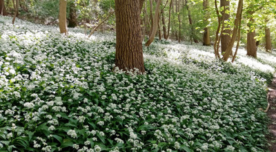 24.04.22 Raspaillebos DASLOOK Wandeling
