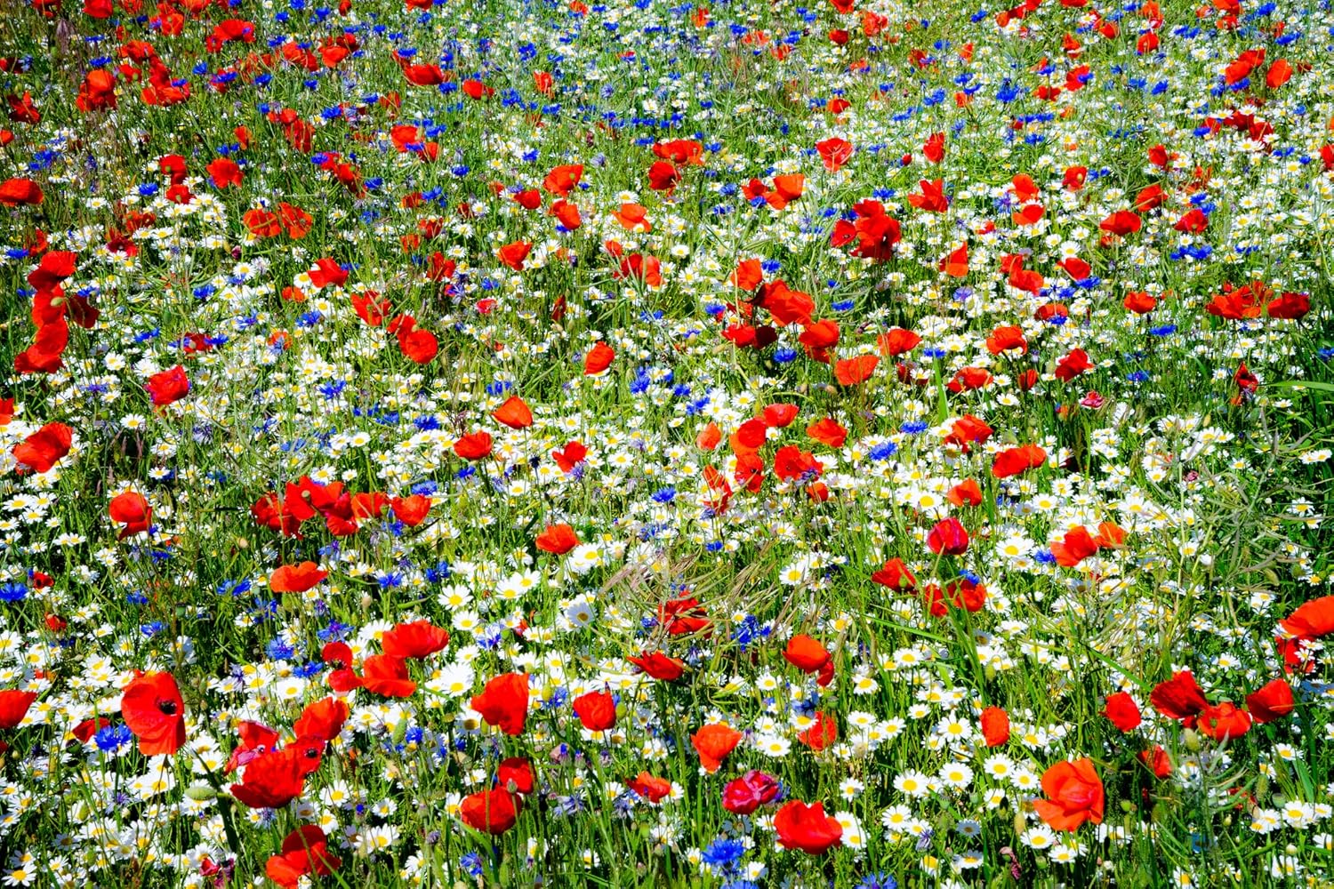 Zomerbloemen 2