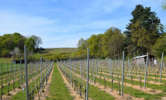wijngaardwandeling
