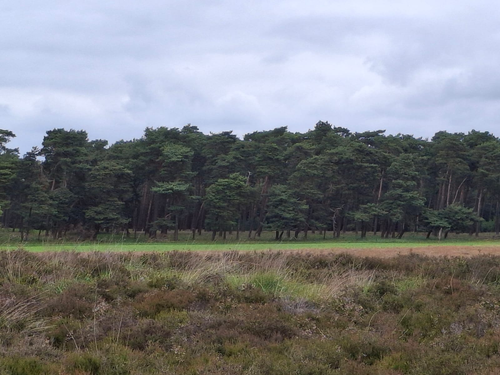 Veluwe natuur