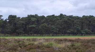 Veluwe natuur
