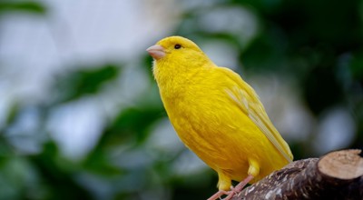 Canary 7641743 1280