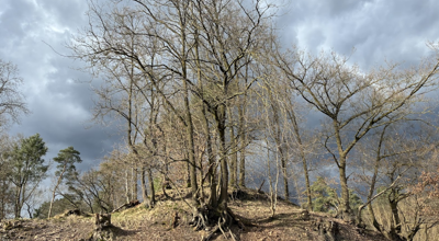 Bouwelse berg