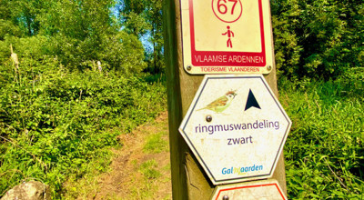 Ringmus