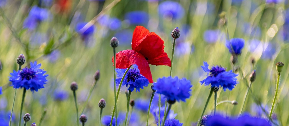 Korenbloem