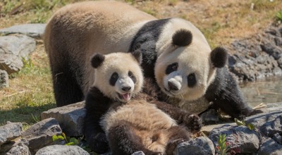 Pairi Daiza/Panda