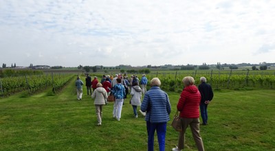 Wijn)