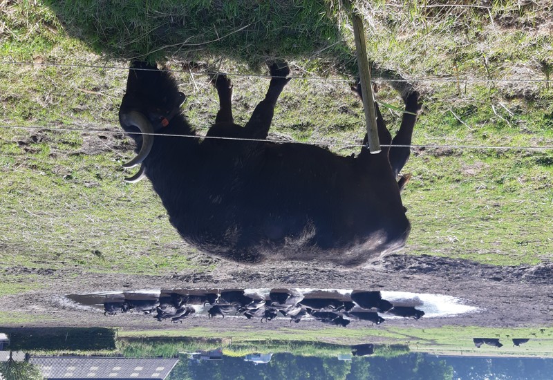 Dag 3 waterbuffel onderweg