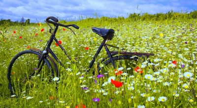 Fiets In Natuur