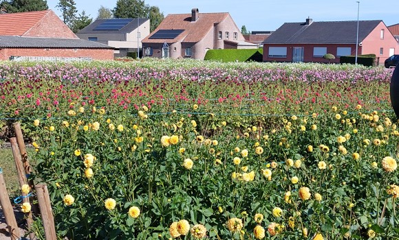 bloemenveld corso wagens