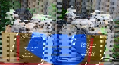 Blindengeleidehonden