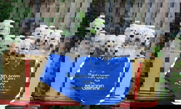 Blindengeleidehonden