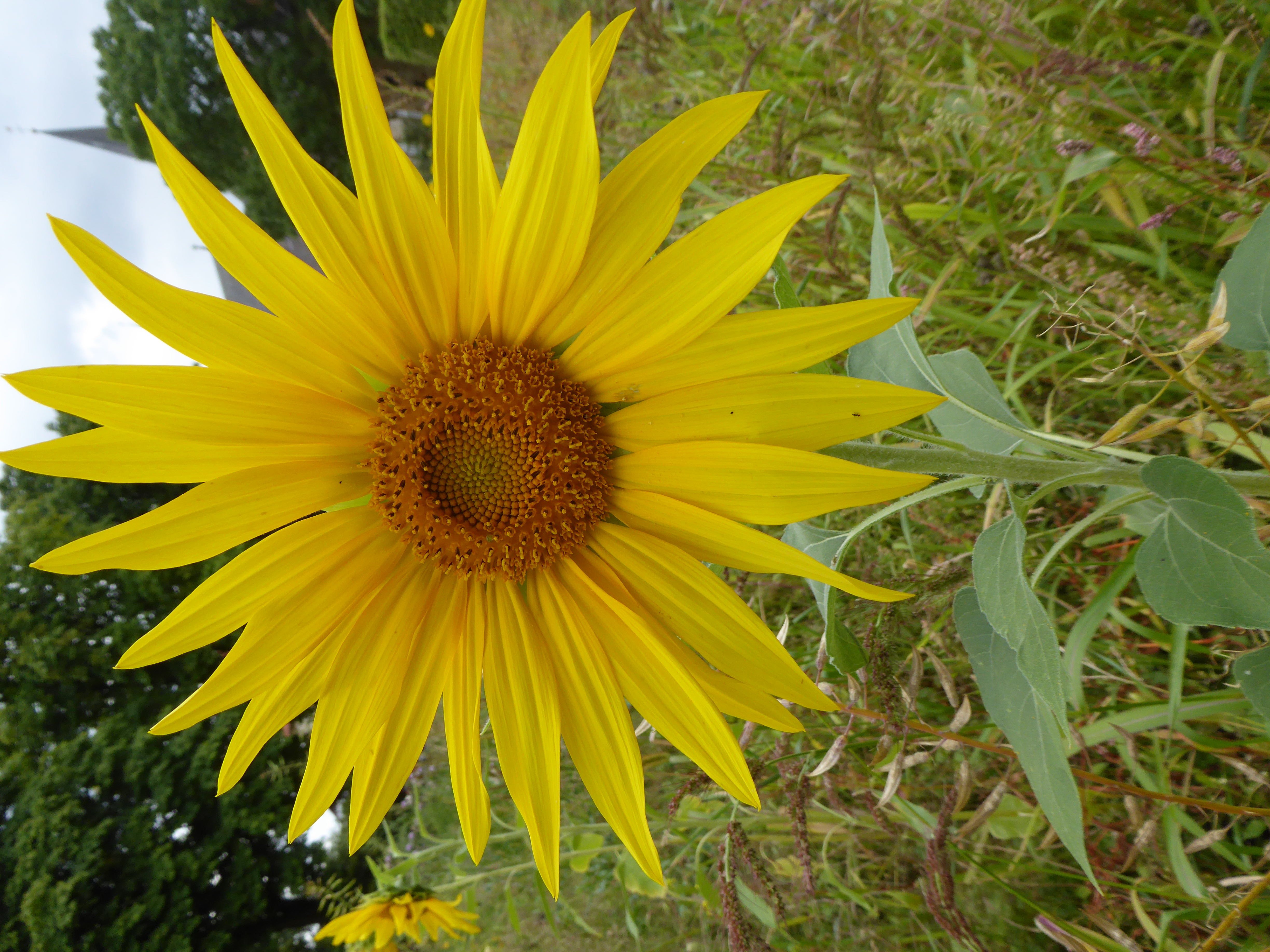 Zonnebloem