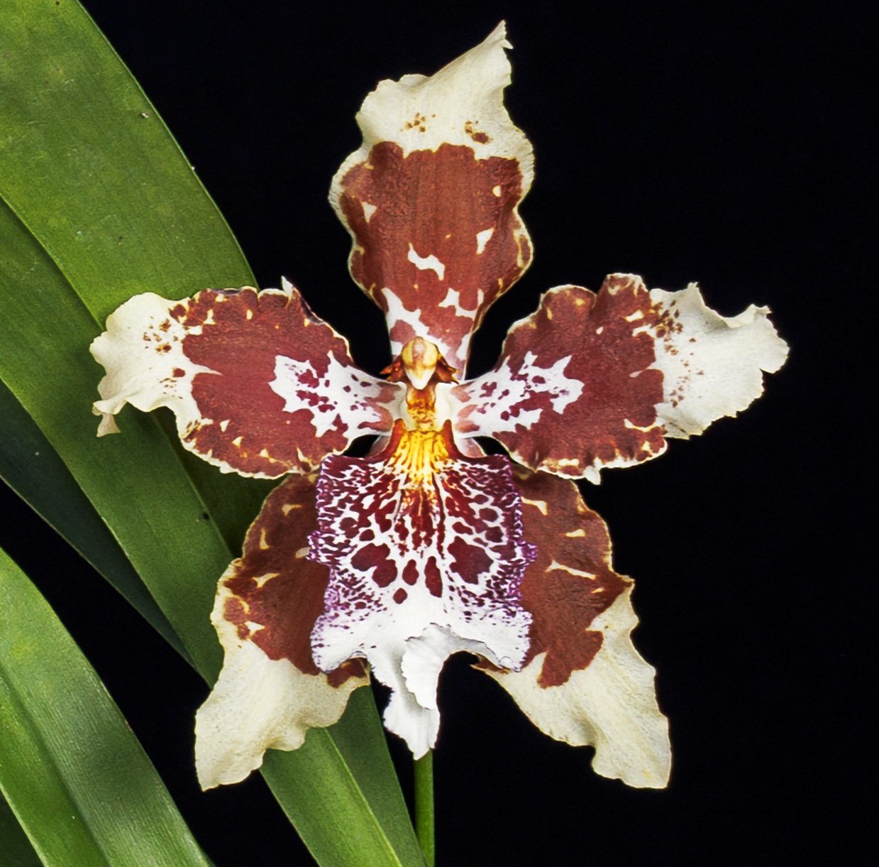 De Odontoglossum Liedekere