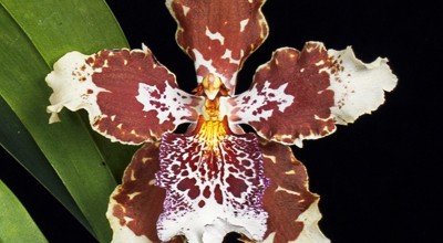 De Odontoglossum Liedekere