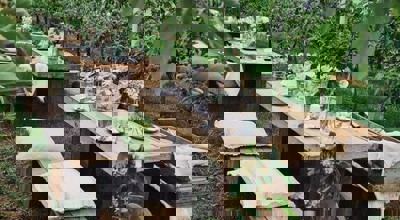 Jorishoeve Picknick1