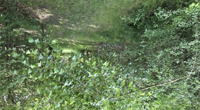 Koningslo namiddagwandeling