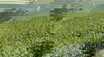 506964801 1040742528245478 7276328070535665576 N