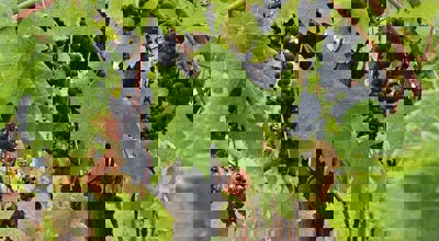 265460C4 434B 4Dc0 8080 Afcabe40bea4