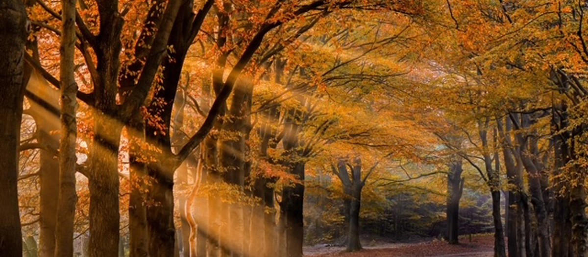 Herfst mijmering