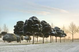 Nieuwjaars Wandeling