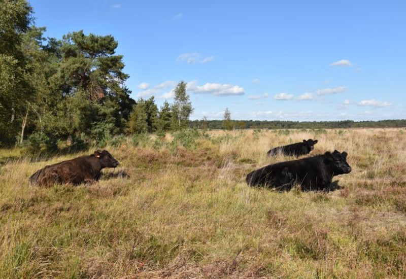 20221006 Kalmthout Steertse Duinen (19) (600 X 400)